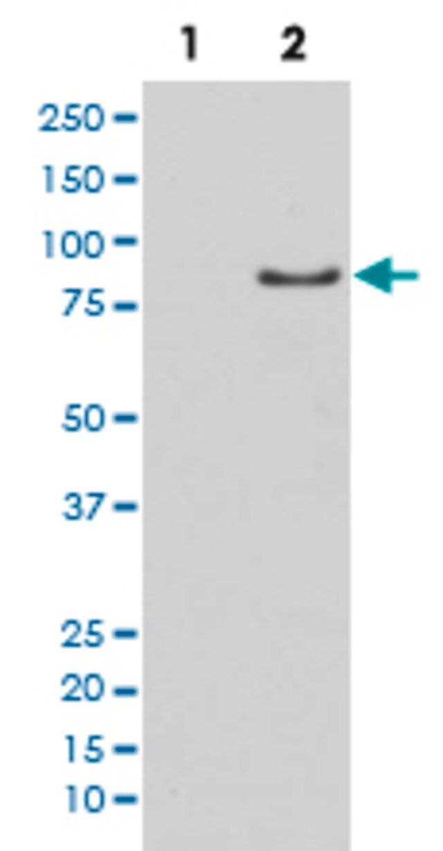 Monoclonal Anti-LIPE (phospho S853) antibody produced in rabbit