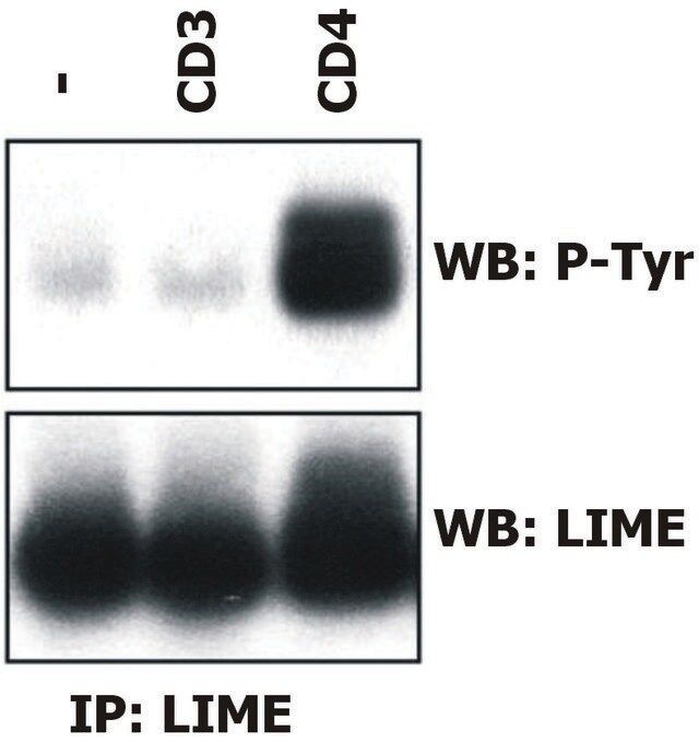 Monoclonal Anti-LIME antibody produced in mouse