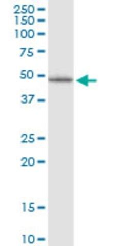 Monoclonal Anti-LHX5 antibody produced in mouse