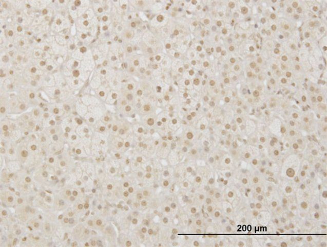 Monoclonal Anti-LHX4 antibody produced in mouse