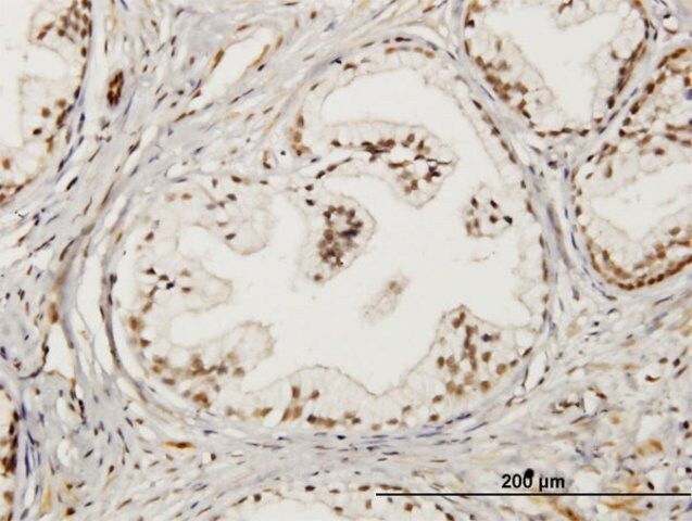 Monoclonal Anti-LMO4 antibody produced in mouse