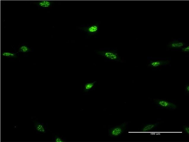 Monoclonal Anti-LHX2, (N-terminal) antibody produced in mouse