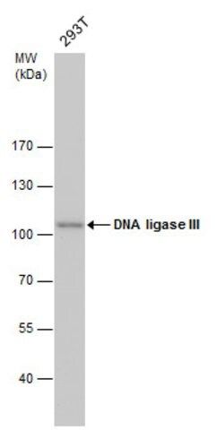 Monoclonal Anti-LIG3 antibody produced in mouse