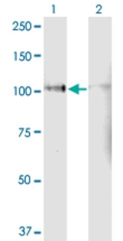 Monoclonal Anti-LPIN1, (C-terminal) antibody produced in mouse