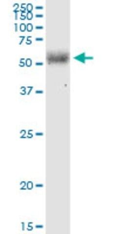 Monoclonal Anti-LGTN, (C-terminal) antibody produced in mouse