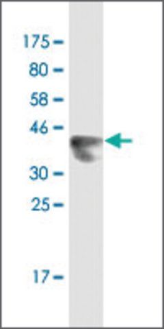 Monoclonal Anti-LNX2, (N-terminal) antibody produced in mouse