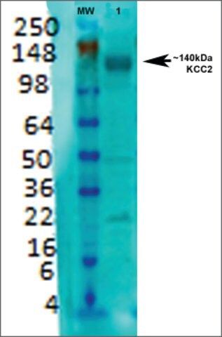 Monoclonal Anti-Kcc2-PerCP antibody produced in mouse