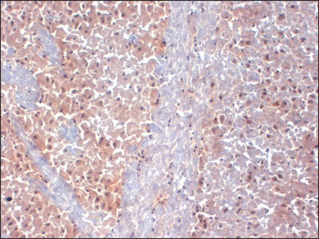 Monoclonal Anti-KCNAB1 antibody produced in mouse