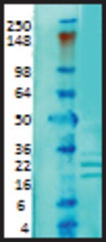 Monoclonal Anti-KCNIP1 antibody produced in mouse