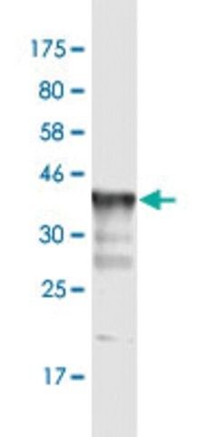 Monoclonal Anti-KCNC3, (C-terminal) antibody produced in mouse