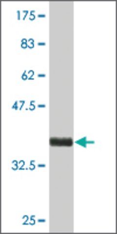 Monoclonal Anti-KRTAP13-1 antibody produced in mouse