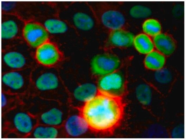 Monoclonal Anti-Ku80 antibody produced in mouse