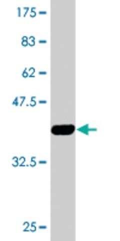 Monoclonal Anti-KRT13 antibody produced in mouse