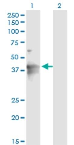 Monoclonal Anti-LASS4 antibody produced in mouse