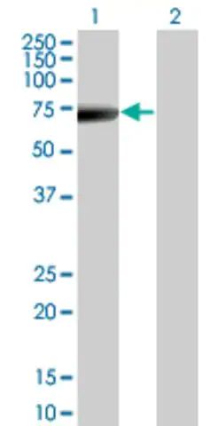 Monoclonal Anti-KRT5 antibody produced in mouse