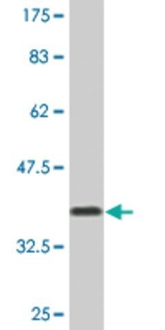 Monoclonal Anti-FHL3 antibody produced in mouse