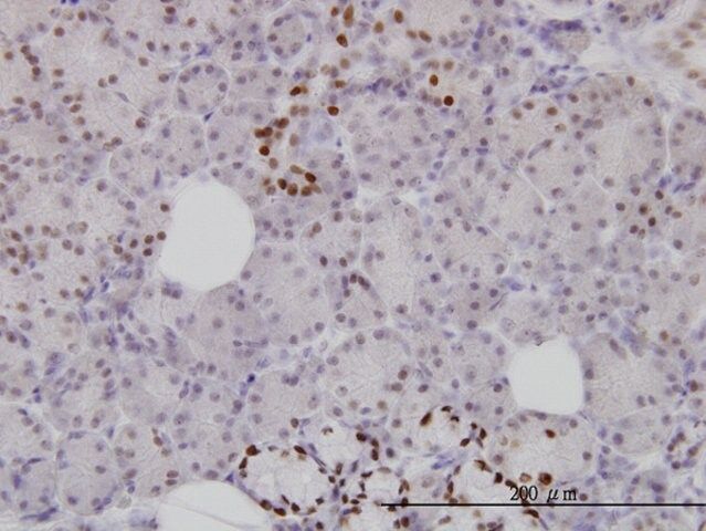 Monoclonal Anti-FOXA1, (C-terminal) antibody produced in mouse