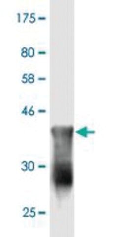 Monoclonal Anti-FLJ23834, (C-terminal) antibody produced in mouse