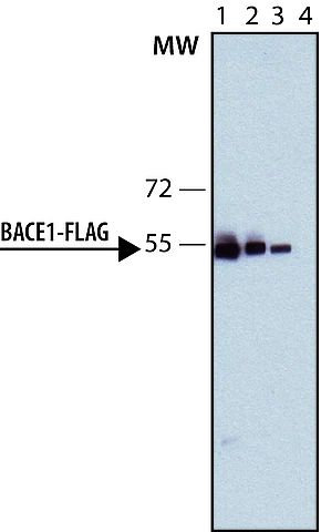 Monoclonal Anti-FLAG-Peroxidase antibody produced in rat