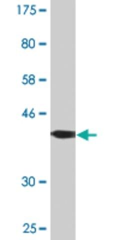 Monoclonal Anti-FGD3 antibody produced in mouse