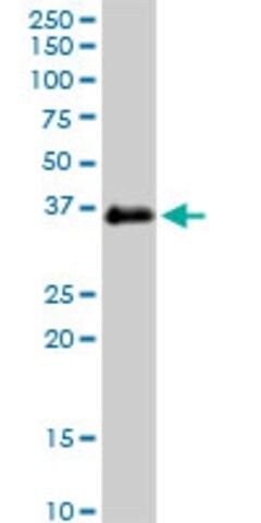 Monoclonal Anti-FCGR2B antibody produced in mouse