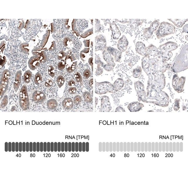 Monoclonal Anti-FOLH1 antibody produced in mouse