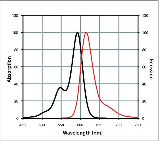 Monoclonal Anti-Fluorescein (FITC) IgG (H+L), CF<sup>TM</sup> 594 antibody produced in mouse