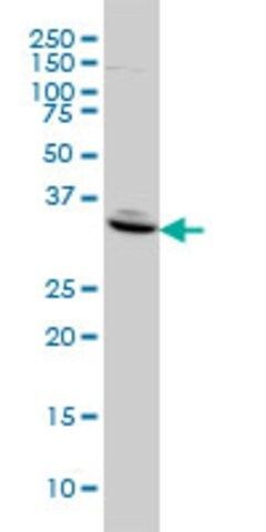 Monoclonal Anti-FST antibody produced in mouse