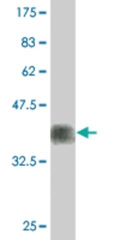 Monoclonal Anti-FUT7, (C-terminal) antibody produced in mouse