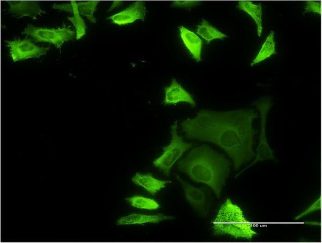 Monoclonal Anti-FLNA antibody produced in mouse