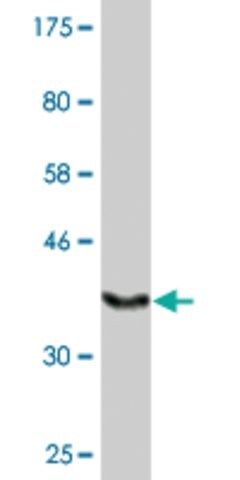 Monoclonal Anti-FLJ23577 antibody produced in mouse