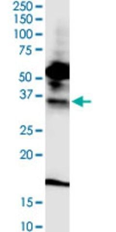 Monoclonal Anti-FPRL1 antibody produced in mouse