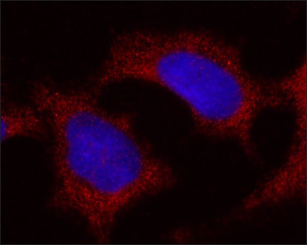 Monoclonal Anti-FTH1 antibody produced in mouse