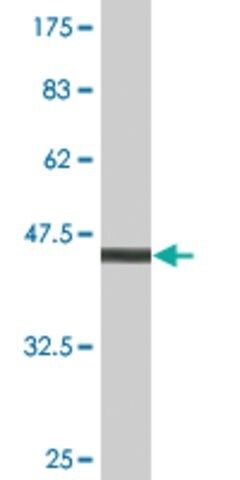 Monoclonal Anti-FREQ antibody produced in mouse