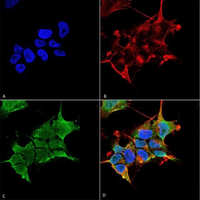 Monoclonal Anti-GABA A Receptor-Biotin antibody produced in mouse