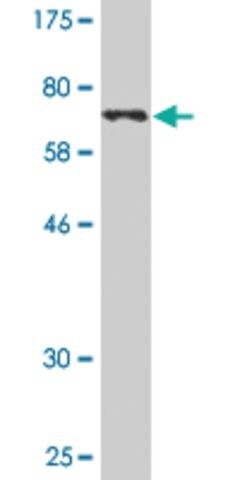 Monoclonal Anti-FIP1L1 antibody produced in mouse