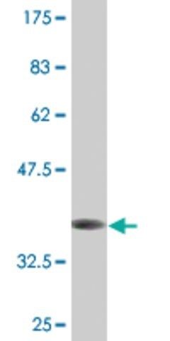 Monoclonal Anti-FXC1, (C-terminal) antibody produced in mouse