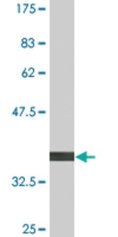 Monoclonal Anti-FLJ10986 antibody produced in mouse