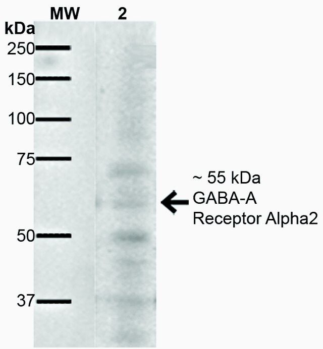 Monoclonal Anti-GABA A Receptor-Atto 594 antibody produced in mouse