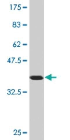 Monoclonal Anti-FXN antibody produced in mouse