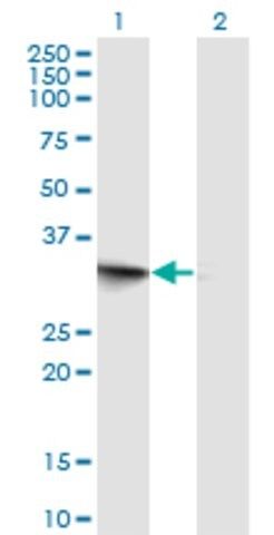 Monoclonal Anti-FRG1 antibody produced in mouse