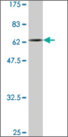 Monoclonal Anti-FLJ38725 antibody produced in mouse