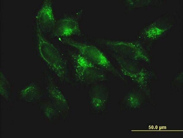 Monoclonal Anti-FTL antibody produced in mouse