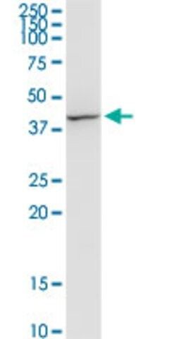 Monoclonal Anti-FLOT2, (N-terminal) antibody produced in mouse