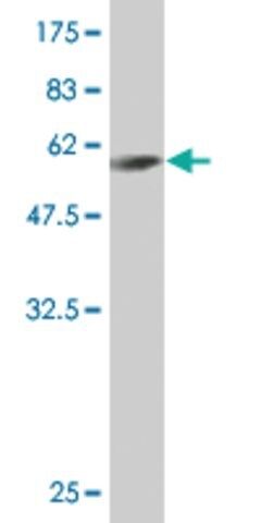 Monoclonal Anti-FTS antibody produced in mouse