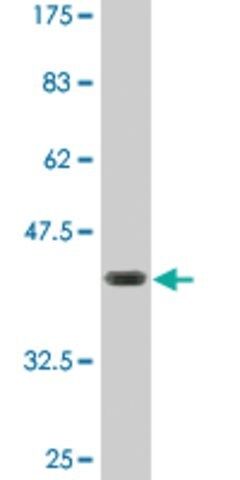 Monoclonal Anti-FZR1, (N-terminal) antibody produced in mouse