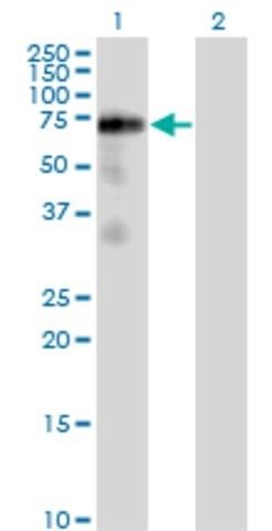 Monoclonal Anti-FRS2, (N-terminal) antibody produced in mouse