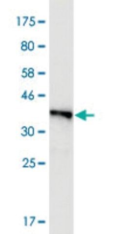 Monoclonal Anti-FMN2, (C-terminal) antibody produced in mouse