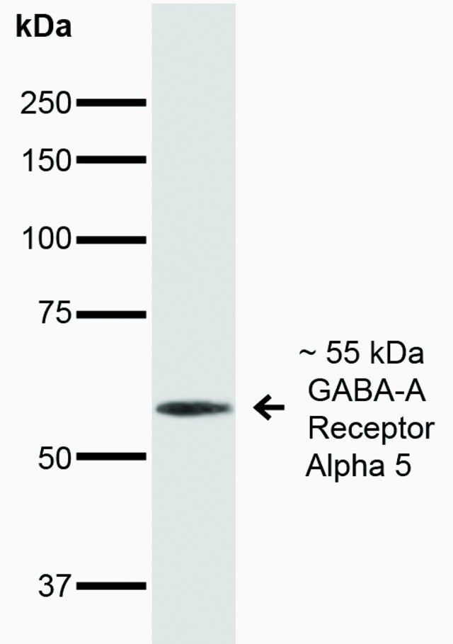 Monoclonal Anti-GABA A Receptor-Atto 390 antibody produced in mouse