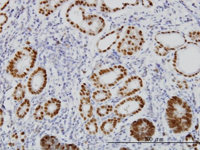 Monoclonal Anti-FOXA2 antibody produced in mouse